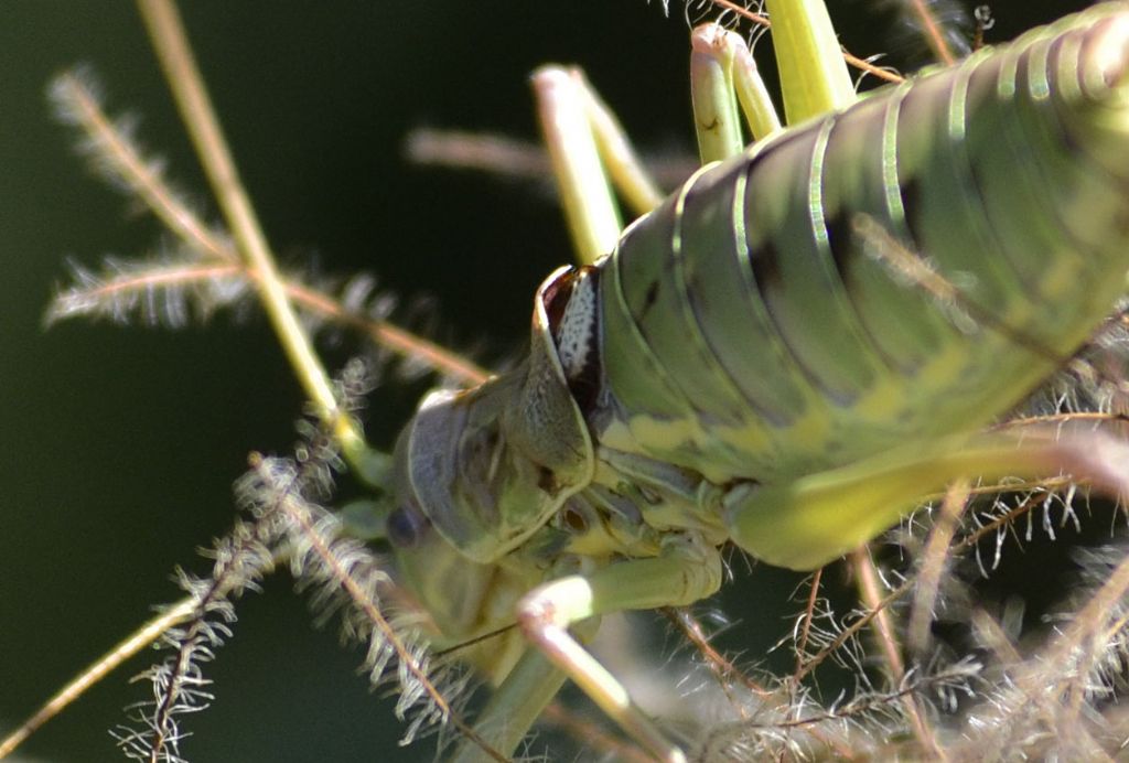 Bradyporidae:  Ephippiger discoidalis, femmina parassitata